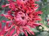 Ball of Chrysanthemum