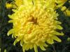 Ball of Chrysanthemum